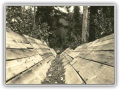 An olld Flume for skidding logs off the mountain