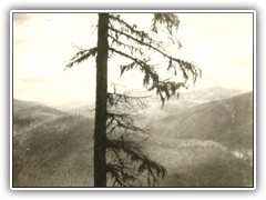 Lonesome Pine