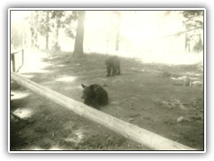 Our neighbors near camp